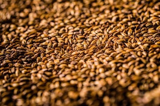 Raw Barley Grains