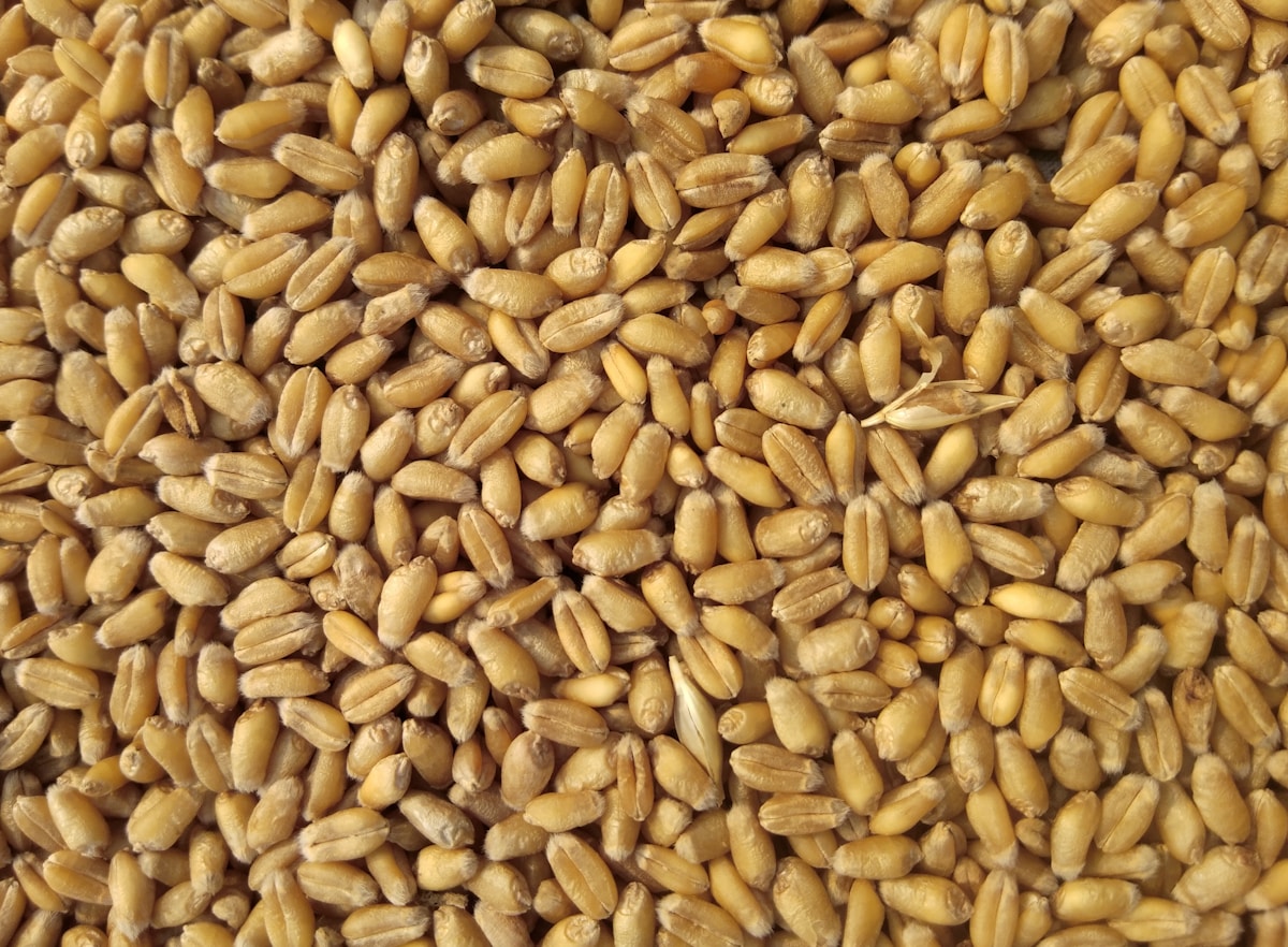 Lokwan Wheat Grains
