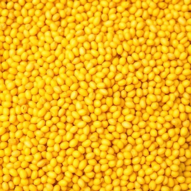 Yellow Mustard